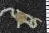  (Amphiura cf. atlantica - ZMBN_99195)  @11 [ ] CreativeCommons - Attribution Non-Commercial Share-Alike (2014) University of Bergen University of Bergen, Natural History Collections