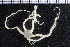  ( - ZMBN_99209)  @12 [ ] CreativeCommons - Attribution Non-Commercial Share-Alike (2014) University of Bergen University of Bergen, Natural History Collections