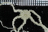  ( - ZMBN_99209)  @12 [ ] CreativeCommons - Attribution Non-Commercial Share-Alike (2014) University of Bergen University of Bergen, Natural History Collections