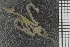  ( - ZMBN_99212)  @11 [ ] CreativeCommons - Attribution Non-Commercial Share-Alike (2014) University of Bergen University of Bergen, Natural History Collections