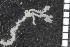  ( - ZMBN_99213)  @11 [ ] CreativeCommons - Attribution Non-Commercial Share-Alike (2014) University of Bergen University of Bergen, Natural History Collections