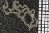  ( - ZMBN_99214)  @11 [ ] CreativeCommons - Attribution Non-Commercial Share-Alike (2014) University of Bergen University of Bergen, Natural History Collections