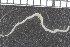  ( - ZMBN_99215)  @11 [ ] CreativeCommons - Attribution Non-Commercial Share-Alike (2014) University of Bergen University of Bergen, Natural History Collections