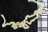  ( - ZMBN_99240)  @11 [ ] CreativeCommons - Attribution Non-Commercial Share-Alike (2014) University of Bergen University of Bergen, Natural History Collections