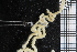  ( - ZMBN_99240)  @11 [ ] CreativeCommons - Attribution Non-Commercial Share-Alike (2014) University of Bergen University of Bergen, Natural History Collections