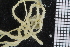  ( - ZMBN_99246)  @12 [ ] CreativeCommons - Attribution Non-Commercial Share-Alike (2014) University of Bergen University of Bergen, Natural History Collections