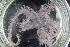  ( - ZMBN_99258)  @13 [ ] CreativeCommons - Attribution Non-Commercial Share-Alike (2014) University of Bergen University of Bergen, Natural History Collections