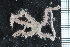  ( - ZMBN_99260)  @12 [ ] CreativeCommons - Attribution Non-Commercial Share-Alike (2014) University of Bergen University of Bergen, Natural History Collections