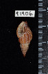  ( - ZMBN 91906)  @11 [ ] CreativeCommons - Attribution Non-Commercial Share-Alike (2014) Manuel A. E. Malaquias University of Bergen, Natural History Collections