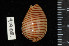  ( - ZMBN 91908)  @11 [ ] CreativeCommons - Attribution Non-Commercial Share-Alike (2014) Manuel A. E. Malaquias University of Bergen, Natural History Collections