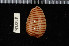  ( - ZMBN 92018)  @11 [ ] CreativeCommons - Attribution Non-Commercial Share-Alike (2014) Manuel A. E. Malaquias University of Bergen, Natural History Collections