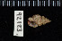  ( - ZMBN 92123)  @11 [ ] CreativeCommons - Attribution Non-Commercial Share-Alike (2014) Manuel A. E. Malaquias University of Bergen, Natural History Collections