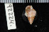  (Nassarius sesarma - ZMBN 92224)  @11 [ ] CreativeCommons - Attribution Non-Commercial Share-Alike (2014) Manuel A. E. Malaquias University of Bergen, Natural History Collections