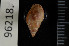  ( - ZMBN 96218)  @11 [ ] CreativeCommons - Attribution Non-Commercial Share-Alike (2014) Manuel A. E. Malaquias University of Bergen, Natural History Collections