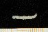  ( - UMBergen_MBOWA_mald171)  @11 [ ] CreativeCommons - Attribution Non-Commercial Share-Alike (2013) Natural History Collections, University of Bergen University of Bergen, Natural History Collections