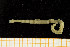  ( - UMBergen_MBOWA_mald174)  @11 [ ] CreativeCommons - Attribution Non-Commercial Share-Alike (2013) Natural History Collections, University of Bergen University of Bergen, Natural History Collections