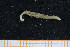  ( - UMBergen_MBOWA_mald21)  @12 [ ] CreativeCommons - Attribution Non-Commercial Share-Alike (2013) Natural History Collections, University of Bergen University of Bergen, Natural History Collections