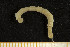  ( - UMBergen_MBOWA_mald32)  @11 [ ] CreativeCommons - Attribution Non-Commercial Share-Alike (2013) Natural History Collections, University of Bergen University of Bergen, Natural History Collections