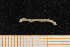  ( - UMBergen_MBOWA_mald42)  @11 [ ] CreativeCommons - Attribution Non-Commercial Share-Alike (2013) Natural History Collections, University of Bergen University of Bergen, Natural History Collections