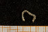  ( - UMBergen_MBOWA_mald44)  @11 [ ] CreativeCommons - Attribution Non-Commercial Share-Alike (2013) Natural History Collections, University of Bergen University of Bergen, Natural History Collections
