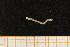  ( - UMBergen_MBOWA_mald51)  @11 [ ] CreativeCommons - Attribution Non-Commercial Share-Alike (2013) Natural History Collections, University of Bergen University of Bergen, Natural History Collections