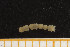  ( - UMBergen_MBOWA_mald55)  @11 [ ] CreativeCommons - Attribution Non-Commercial Share-Alike (2013) Natural History Collections, University of Bergen University of Bergen, Natural History Collections