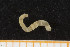  ( - UMBergen_MBOWA_mald74)  @11 [ ] CreativeCommons - Attribution Non-Commercial Share-Alike (2013) Natural History Collections, University of Bergen University of Bergen, Natural History Collections