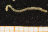  ( - UMBergen_MBOWA_mald79)  @11 [ ] CreativeCommons - Attribution Non-Commercial Share-Alike (2013) Natural History Collections, University of Bergen University of Bergen, Natural History Collections