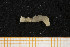  (Euclymene sp. 3 - UMBergen_MBOWA_mald94)  @11 [ ] CreativeCommons - Attribution Non-Commercial Share-Alike (2013) Natural History Collections, University of Bergen University of Bergen, Natural History Collections