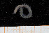  ( - UMBergen_MBOWA_miwa205)  @12 [ ] CreativeCommons - Attribution Non-Commercial Share-Alike (2014) University of Bergen, Norway University of Bergen, Natural History Collections