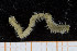  ( - UMBergen_MBOWA_miwa207)  @11 [ ] CreativeCommons - Attribution Non-Commercial Share-Alike (2014) University of Bergen, Norway University of Bergen, Natural History Collections