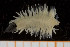  (Poecilochaetus sp - UMBergen_MBOWA_miwa208)  @13 [ ] CreativeCommons - Attribution Non-Commercial Share-Alike (2014) University of Bergen, Norway University of Bergen, Natural History Collections