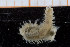  ( - UMBergen_MBOWA_miwa209)  @12 [ ] CreativeCommons - Attribution Non-Commercial Share-Alike (2014) University of Bergen, Norway University of Bergen, Natural History Collections