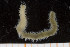  ( - UMBergen_MBOWA_miwa210)  @11 [ ] CreativeCommons - Attribution Non-Commercial Share-Alike (2014) University of Bergen, Norway University of Bergen, Natural History Collections