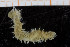  ( - UMBergen_MBOWA_miwa211)  @11 [ ] CreativeCommons - Attribution Non-Commercial Share-Alike (2014) University of Bergen, Norway University of Bergen, Natural History Collections