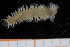  ( - UMBergen_MBOWA_miwa212)  @11 [ ] CreativeCommons - Attribution Non-Commercial Share-Alike (2014) University of Bergen, Norway University of Bergen, Natural History Collections