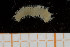  ( - UMBergen_MBOWA_miwa213)  @12 [ ] CreativeCommons - Attribution Non-Commercial Share-Alike (2014) University of Bergen, Norway University of Bergen, Natural History Collections