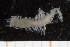  (Poecilochaetus sp. B - UMBergen_MBOWA_miwa214)  @12 [ ] CreativeCommons - Attribution Non-Commercial Share-Alike (2014) University of Bergen, Norway University of Bergen, Natural History Collections