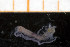  (Poecilochaetus sp. A - UMBergen_MBOWA_miwa218)  @11 [ ] CreativeCommons - Attribution Non-Commercial Share-Alike (2014) University of Bergen, Norway University of Bergen, Natural History Collections