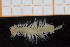  ( - UMBergen_MBOWA_miwa221)  @12 [ ] CreativeCommons - Attribution Non-Commercial Share-Alike (2014) University of Bergen, Norway University of Bergen, Natural History Collections