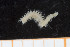  ( - UMBergen_MBOWA_miwa222)  @11 [ ] CreativeCommons - Attribution Non-Commercial Share-Alike (2014) University of Bergen, Norway University of Bergen, Natural History Collections