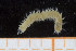  ( - UMBergen_MBOWA_miwa223)  @12 [ ] CreativeCommons - Attribution Non-Commercial Share-Alike (2014) University of Bergen, Norway University of Bergen, Natural History Collections