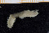  ( - UMBergen_MBOWA_miwa81)  @11 [ ] CreativeCommons - Attribution Non-Commercial Share-Alike (2013) Unspecified University of Bergen, Natural History Collections