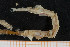  ( - UMBergen_MBOWA_onup20)  @11 [ ] CreativeCommons - Attribution Non-Commercial Share-Alike (2013) Natural History Collections, University of Bergen University of Bergen, Natural History Collections