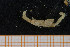  ( - UMBergen_MBOWA_onup21)  @11 [ ] CreativeCommons - Attribution Non-Commercial Share-Alike (2013) Natural History Collections, University of Bergen University of Bergen, Natural History Collections