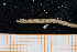 ( - UMBergen_MBOWA_onup23)  @12 [ ] CreativeCommons - Attribution Non-Commercial Share-Alike (2013) Natural History Collections, University of Bergen University of Bergen, Natural History Collections