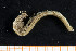  ( - UMBergen_MBOWA_onup26)  @13 [ ] CreativeCommons - Attribution Non-Commercial Share-Alike (2013) Natural History Collections, University of Bergen University of Bergen, Natural History Collections