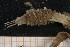  ( - UMBergen_MBOWA_onup27)  @11 [ ] CreativeCommons - Attribution Non-Commercial Share-Alike (2013) Natural History Collections, University of Bergen University of Bergen, Natural History Collections