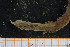  ( - UMBergen_MBOWA_onup29)  @11 [ ] CreativeCommons - Attribution Non-Commercial Share-Alike (2013) Natural History Collections, University of Bergen University of Bergen, Natural History Collections