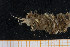  ( - UMBergen_MBOWA_onup36)  @12 [ ] CreativeCommons - Attribution Non-Commercial Share-Alike (2013) Natural History Collections, University of Bergen University of Bergen, Natural History Collections